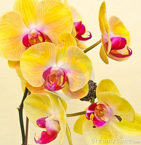 purple-white-yellow-orchid-15353362