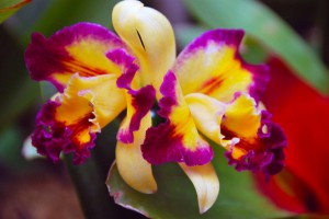 yellow and purple orchids 2